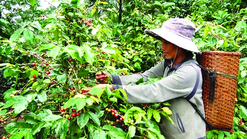 Ngoài cây lúa, cây cà phê cũng góp phần nâng cao thu nhập cho người dân xã Hướng Sơn