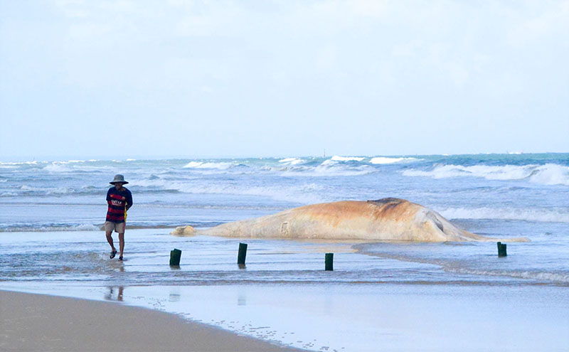 Anh Bùi Văn Dũng bên xác cá Ông vừa mới “lụy bờ”