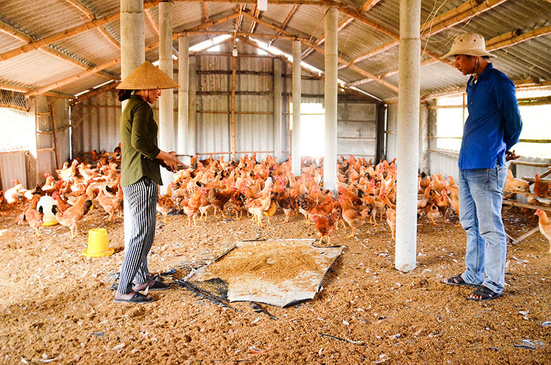 Vợ chồng anh Nguyễn Đức Tám có thu nhập khá cao từ khu trang trại chăn nuôi trên vùng cát thôn Ba Du