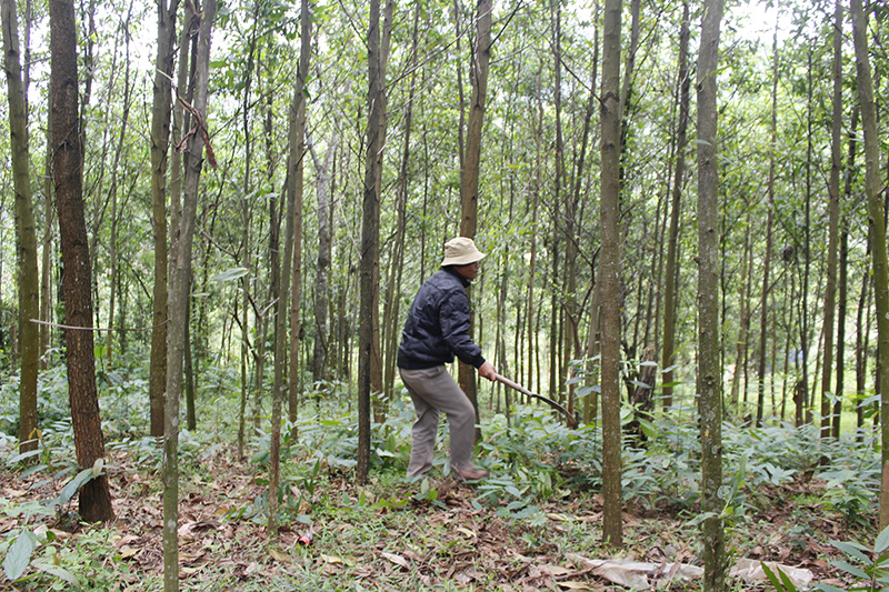 Phát triển rừng sản xuất để tăng thu nhập cho người dân