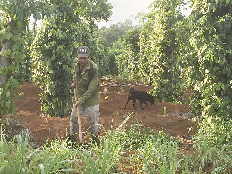 Mô hình canh tác tiêu sạch ở Cam Chính, Cam Lộ