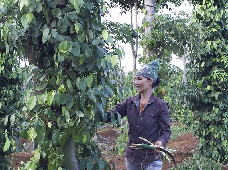 Sản phẩm của cây hồ tiêu Quảng Trị đã được đăng ký chỉ dẫn địa lý