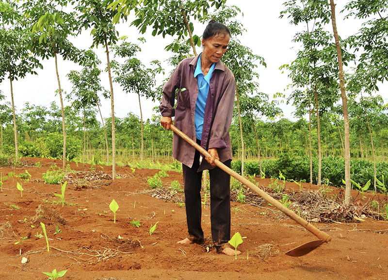 Trồng xen cây nghệ vàng dưới tán cây cao su