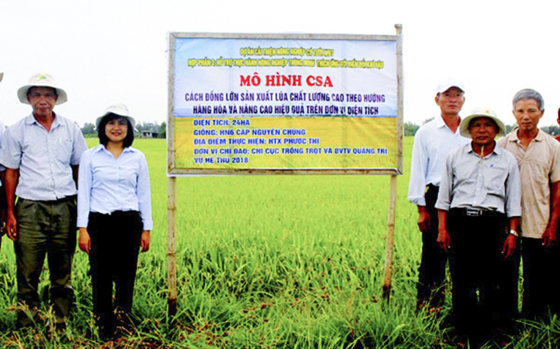 Trình diễn mô hình canh tác lúa CSA