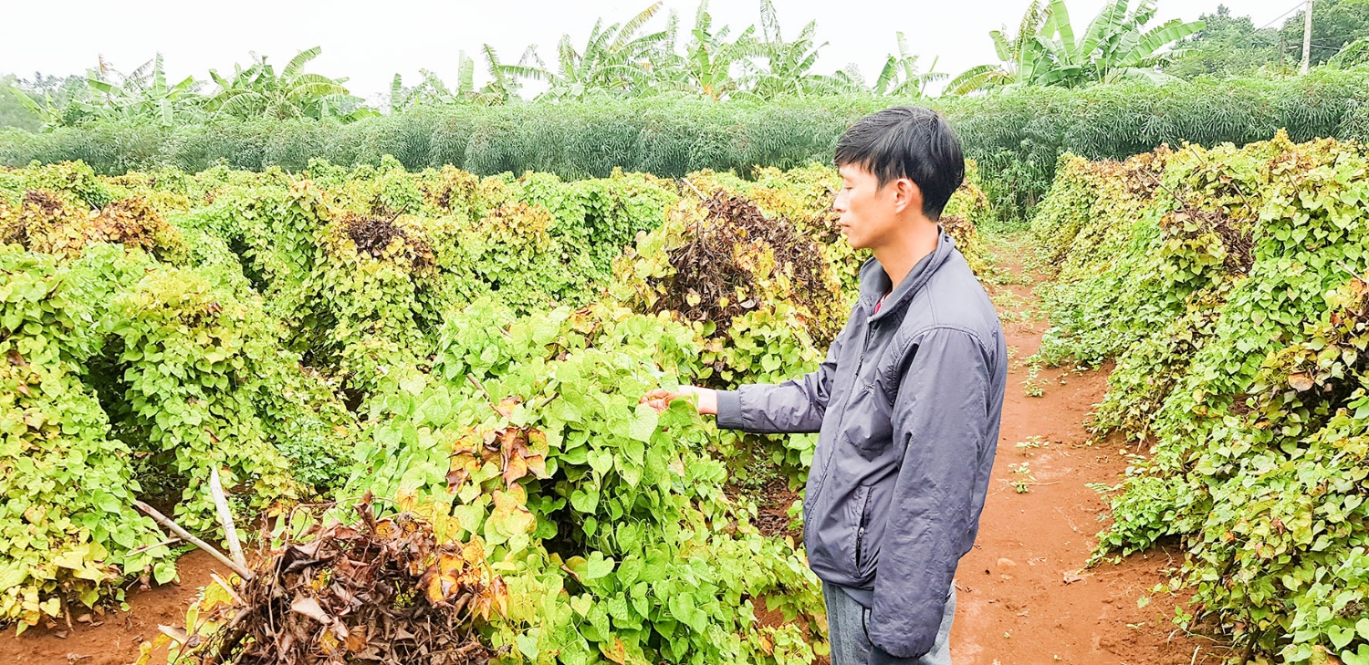 Người dân xã Gio An đang giữ vườn khoai từ đợi giá lên mới tiếp tục thu hoạch