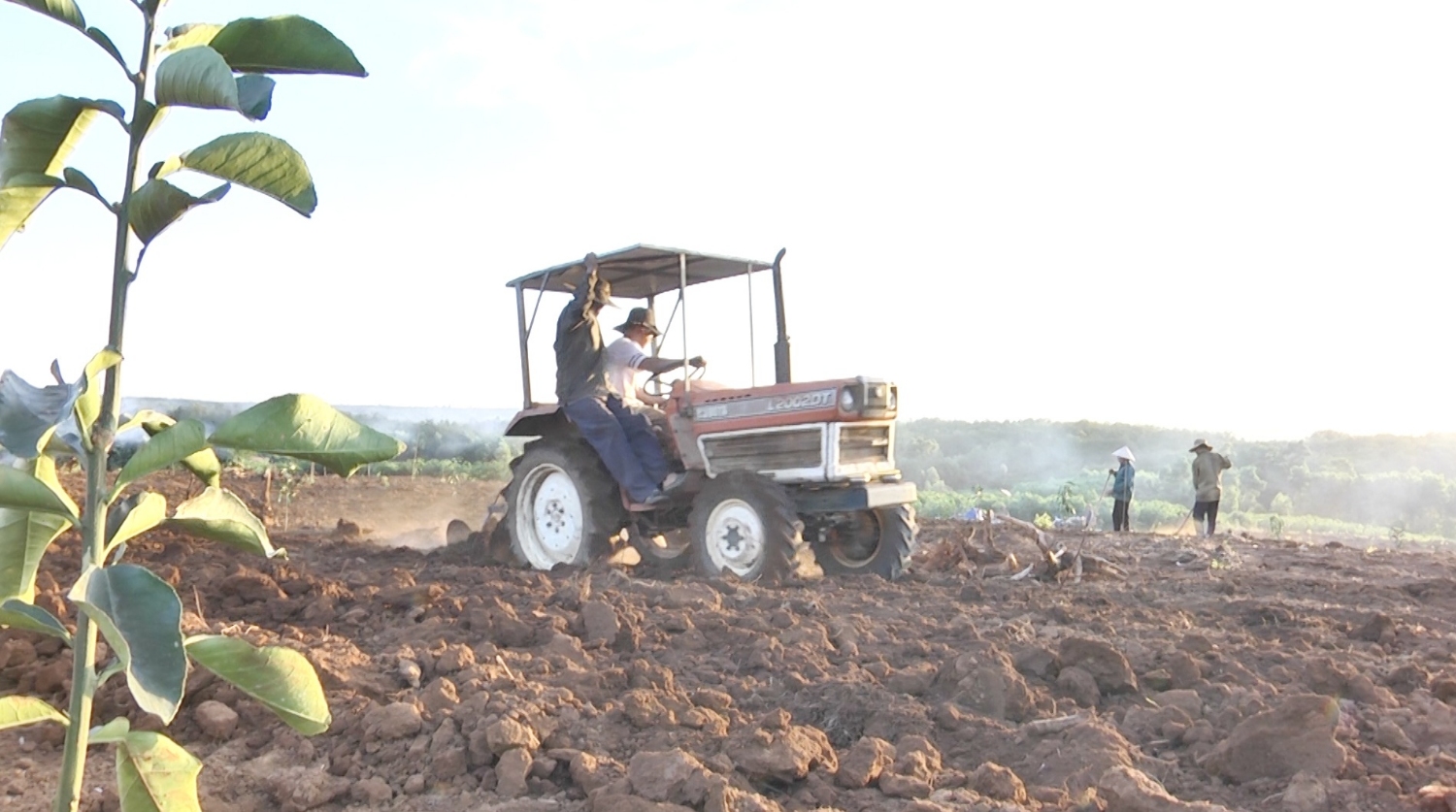 Mô hình trồng bưởi da xanh được triển khai thực hiện tại xã Vĩnh Trung.