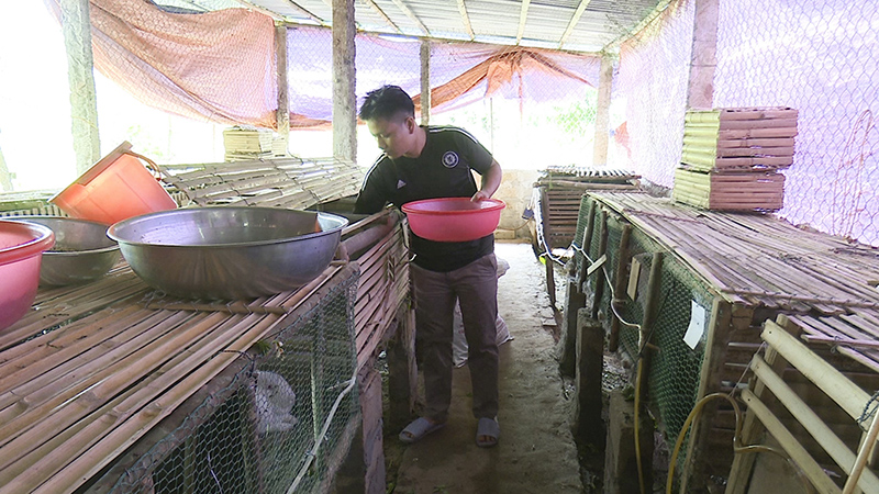 Anh Hồ Văn Lợi chăm sóc đàn thỏ