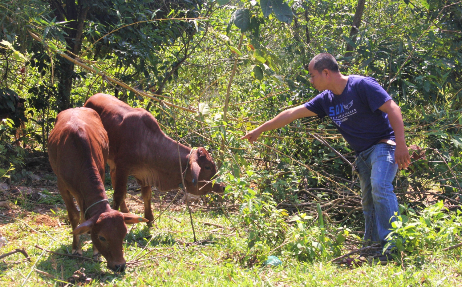 Bò giống của người dân bản Bù, xã Tân Lập được cách ly để điều trị bệnh