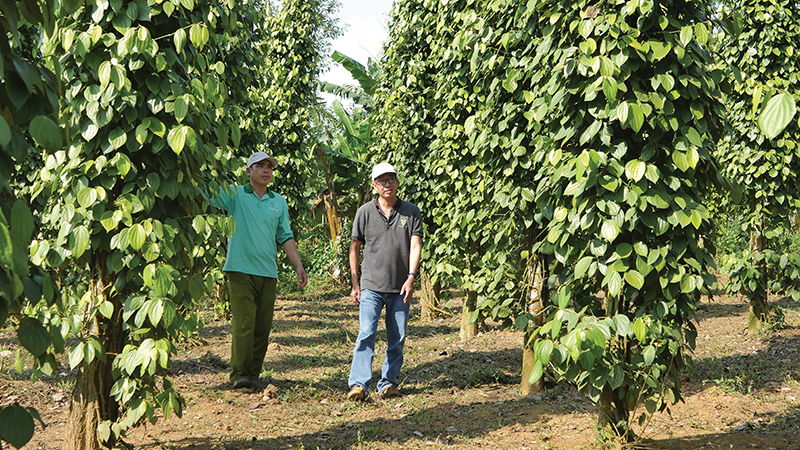 Vườn hồ tiêu của anh Nguyễn Văn Công ở Tân LiênHướng Hóa