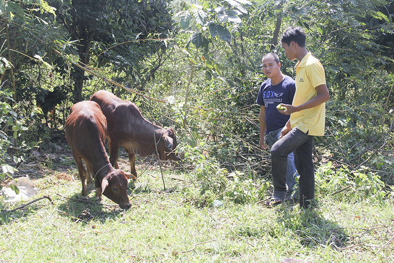 Những con bò giống cấp cho người dân thôn Bản Bù được cách ly để điều trị