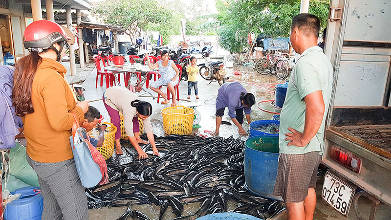 Thu hoạch cá lóc nuôi trong bể xi măng lót bạt