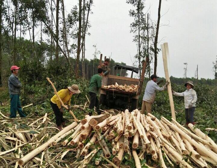 Người dân khai thác rừng tràm ở xã Cam Thủy, huyện Cam Lộ