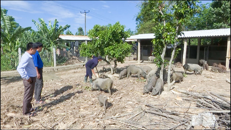 Thanh niên Cam Hiếu phát triển mô hình chăn nuôi lợn rừng