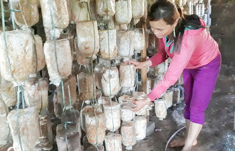 Nhờ trồng nấm, kinh tế gia đình chị Thuận ngày càng phát triển