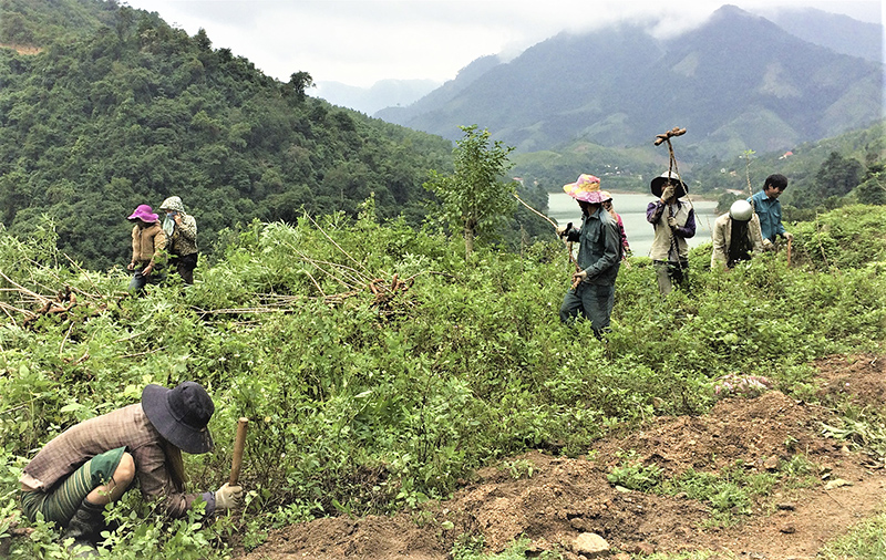 Người dân xã Tà Long, huyện Đakrông thu hoạch sắn