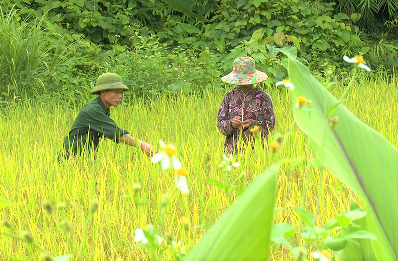 Pả Diên đang hướng dẫn cho người dân bản Tà Mên cách thu hoạch lúa nước