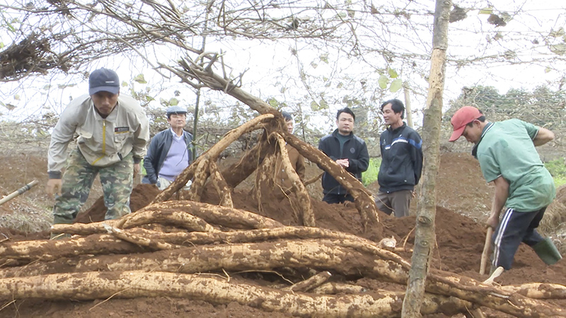 Mô hình sắn dây mang lại hiệu quả kinh tế cao ở Cam Lộ