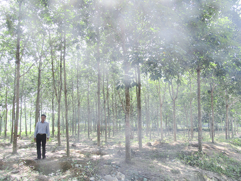 Phát triển nhiều loại cây trồng nhằm chống xói mòn, tăng độ che phủ và giảm tác hại do biến đổi khí hậu gây ra