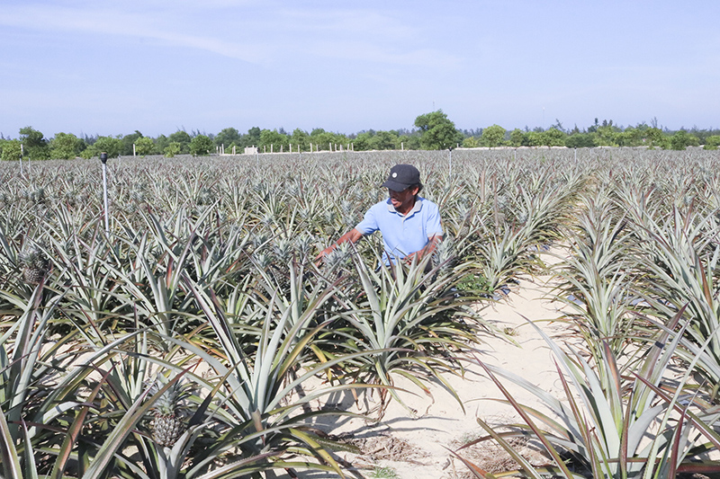 Cây dứa được đưa vào trồng thử nghiệm trên vùng cát Trung Giang, Gio Linh