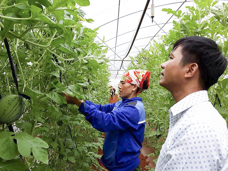 Phát triển mô hình cây trồng ứng dụng công nghệ cao ở Vĩnh Linh