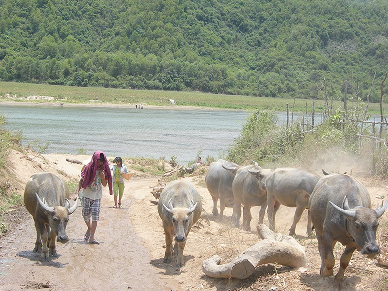 Chăn nuôi gia súc ở miền núi phần lớn vẫn theo hình thức thả rông
