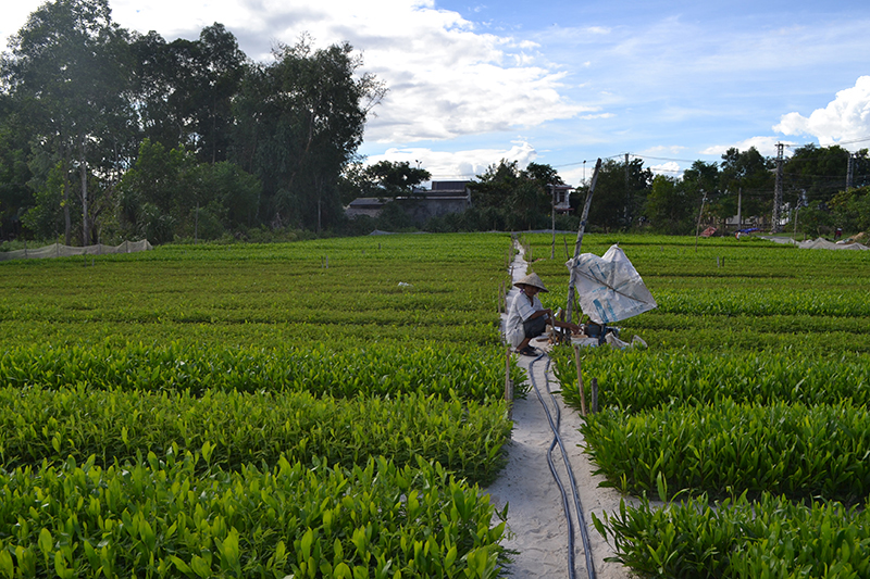 Nghề ươm cây giống lâm nghiệp ngày càng phát huy giá trị kinh tế