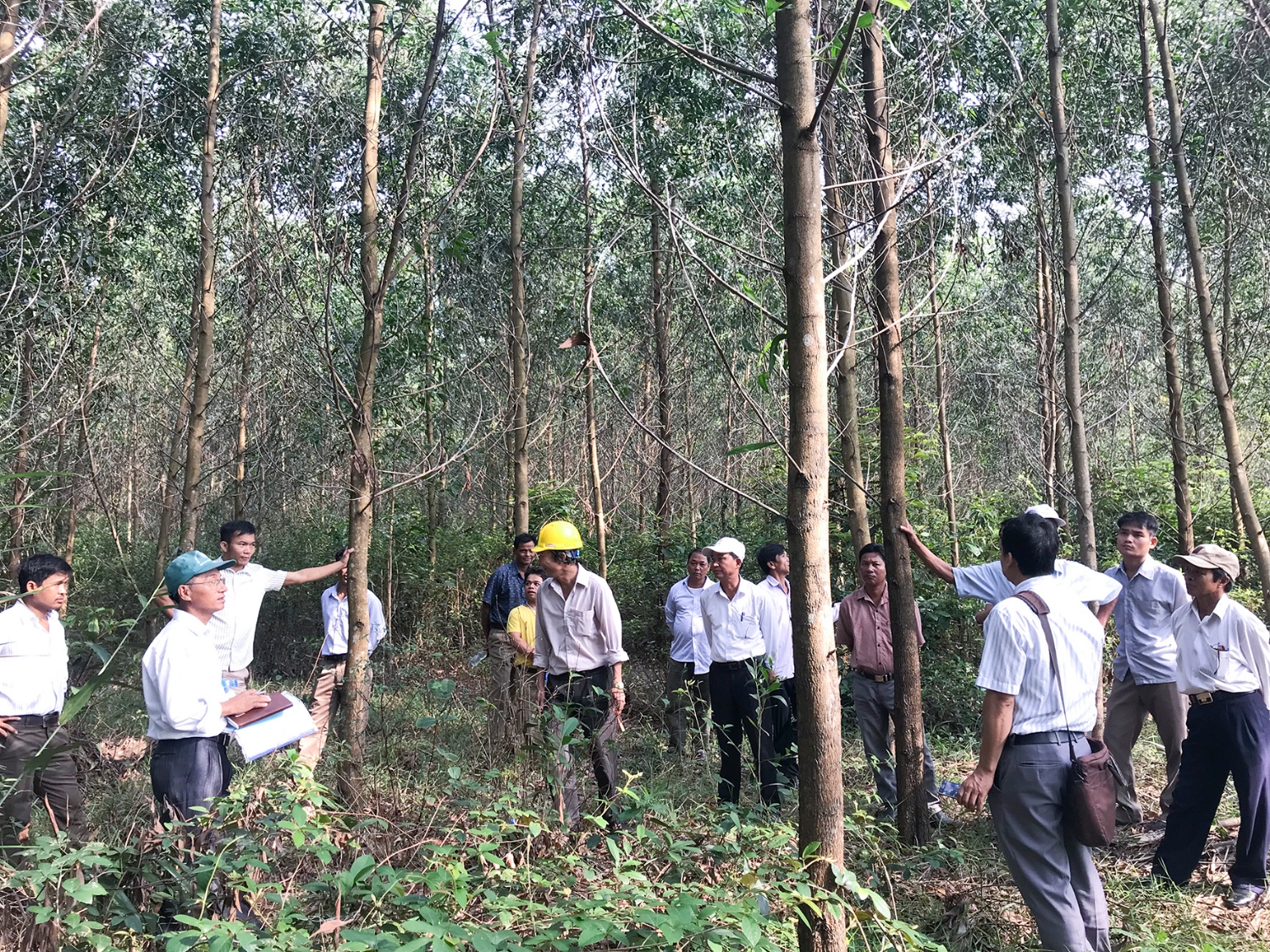 Kiểm tra tình hình sinh trưởng của cây mô hình rừng gỗ lớ