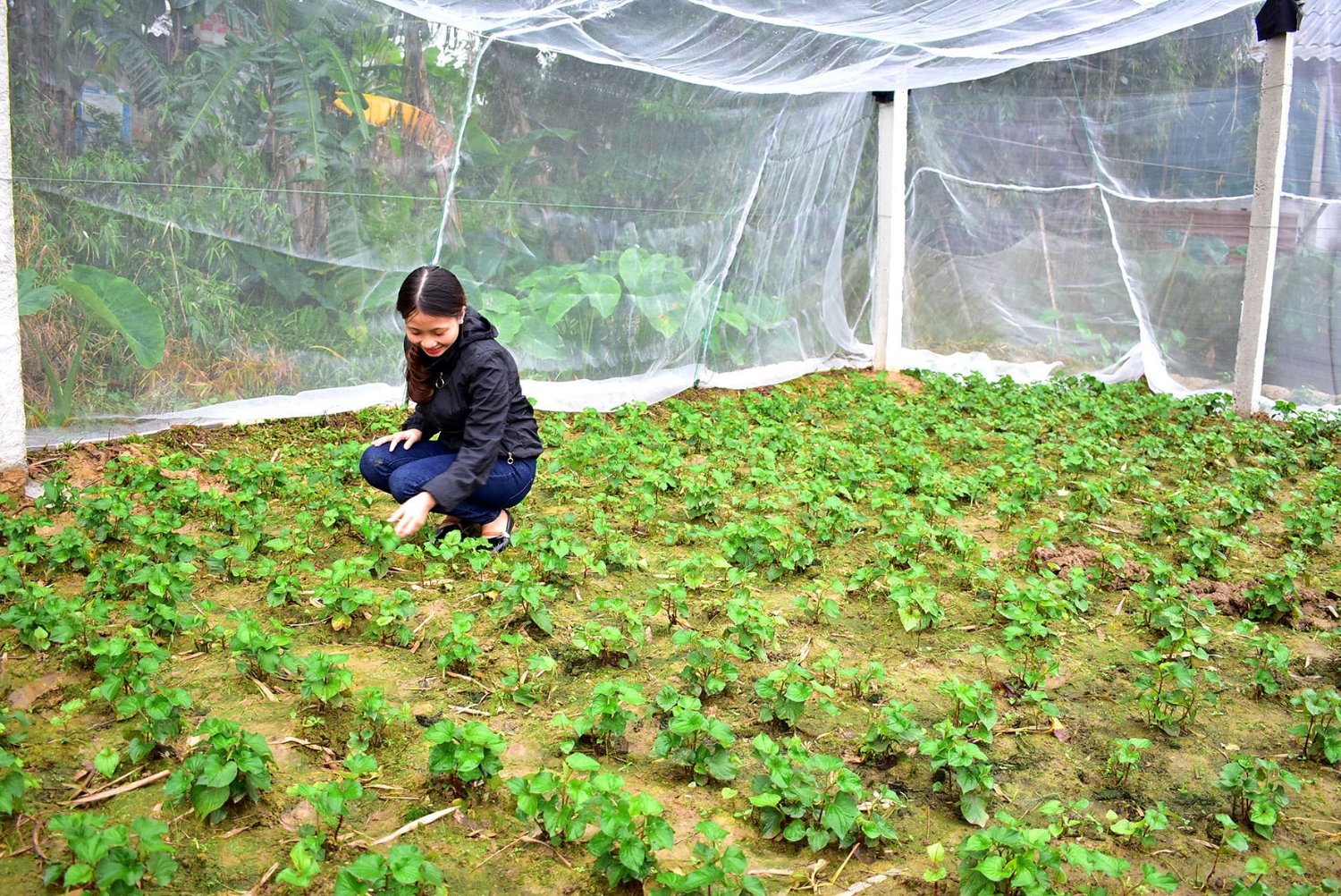 Chăm sóc vườn rau trong nhà lưới