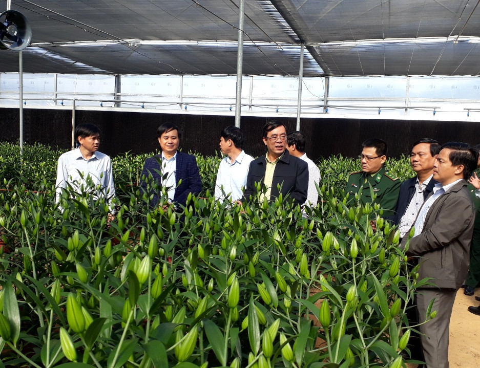 Số hoa Lily và Tulip nhập khẩu từ Hà Lan được trồng ở Trạm nghiên cứu, ứng dụng khoa học công nghệ Bắc Hướng Hóa