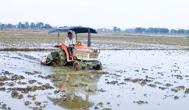 Vào vụ. Ảnh: PV