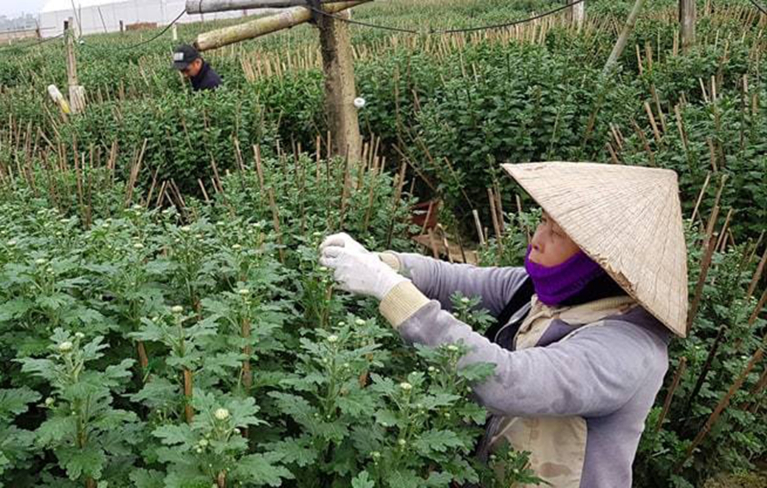 Người dân An Lạc đang cắt tỉa hoa cúc chuẩn bị cung ứng thị trường tết