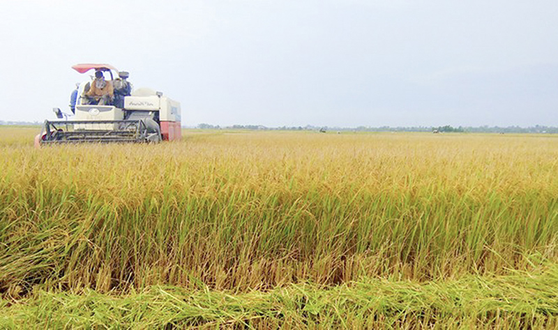 Mùa gặt tại Hợp tác xã Đức Xá