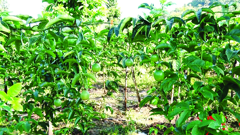 Mô hình trồng cây chanh leo ở xã A Xing bước đầu mang lại hiệu quả