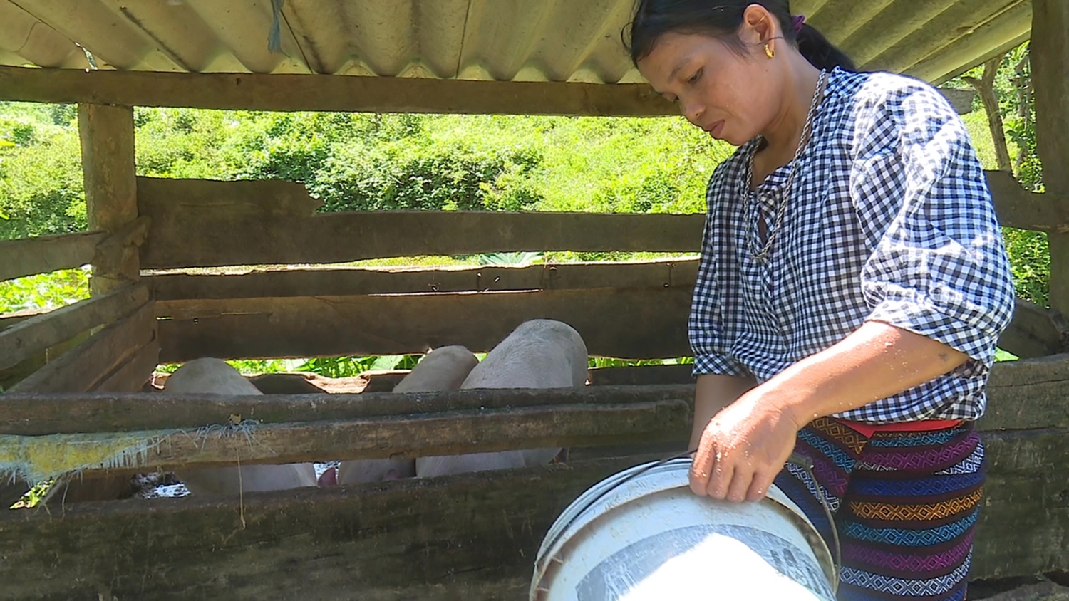 Chị Hồ Thị Sữa, ở thôn Pa Loang, xã Hướng Hiệp phát triển kinh tế gia đình từ chăn nuôi và trồng trọt