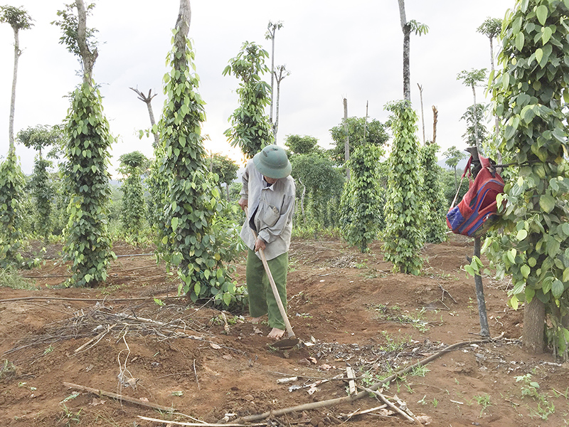 Phát triển cây hồ tiêu là một trong những cây chủ lực của vùng Tây Gio Linh