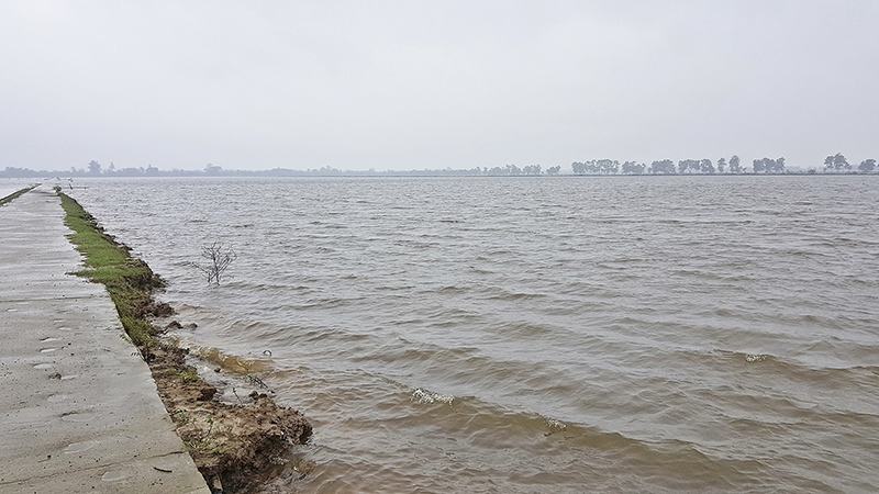 Cánh đồng lúa của HTX Kim Long, xã Hải Quế ngập sâu dưới nước