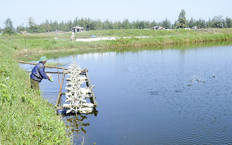 Chăm sóc đàn cá chẽm trong ao nuôi