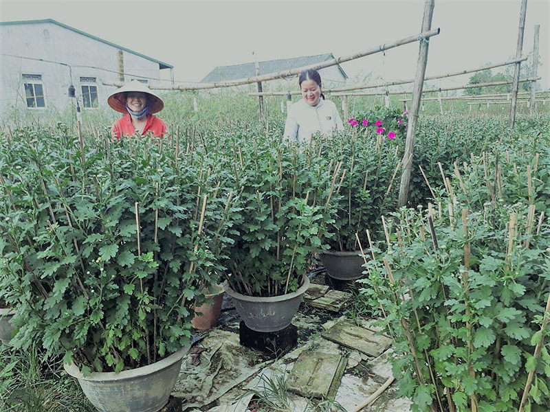 Nhờ được vay vốn ưu đãi, chị Hoàng Thị Huế yên tâm chăm sóc hoa phục vụ tết​