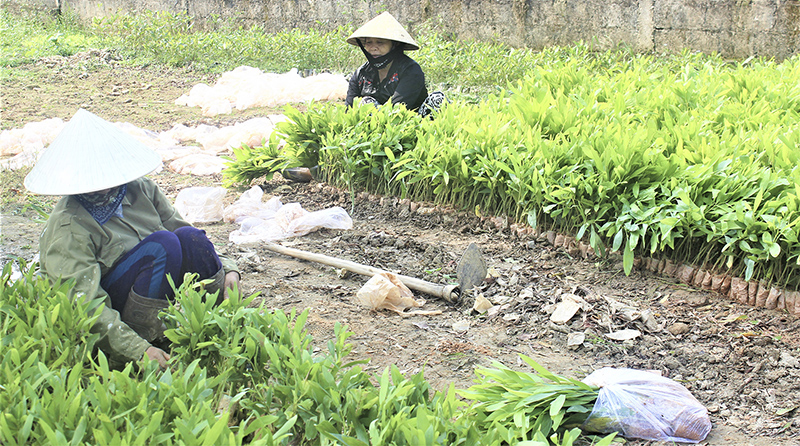 Người dân xã Đakrông chuẩn bị cây giống cho vụ trồng rừng mới