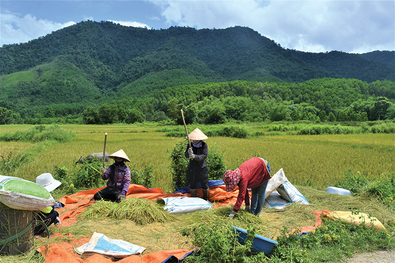 Người dân bản Tà Lao thu hoạch lúa nước​