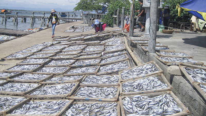Chế biến cá khô ở thị trấn Cửa Việt​