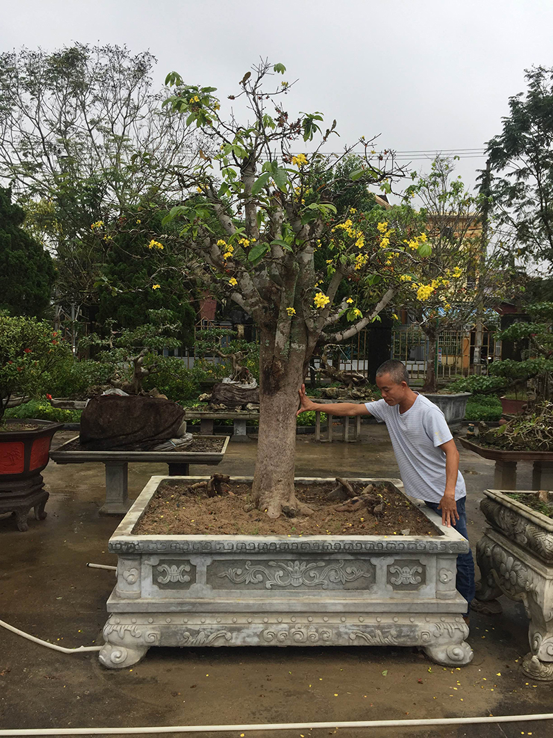 Anh Nguyễn Đức Chiến chăm sóc vườn mai của mình​