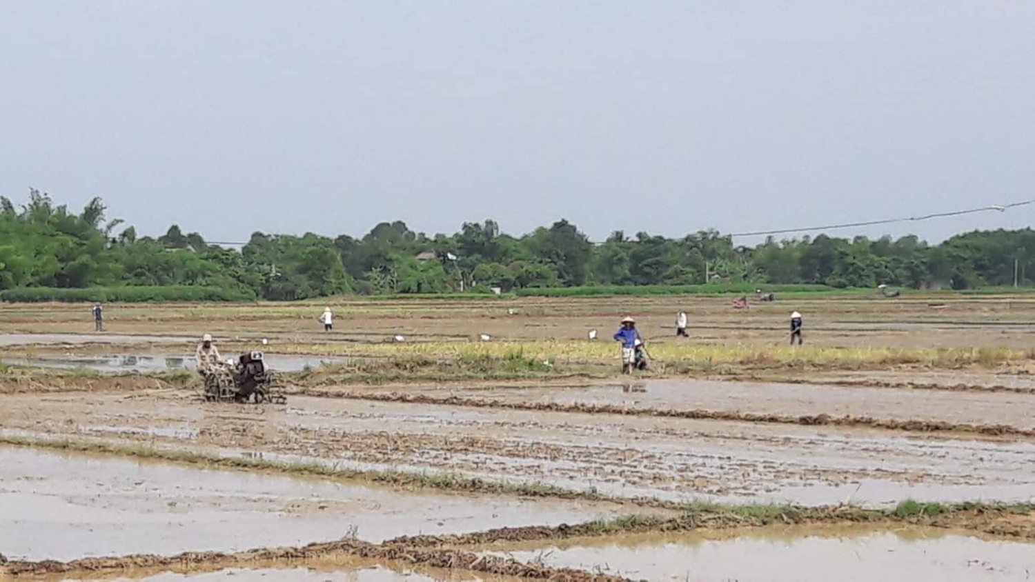 Người dân các địa phương khẩn trương xuống đồng gieo cấy vụ đông xuân