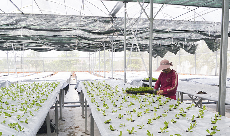 Trồng rau theo công nghệ mới