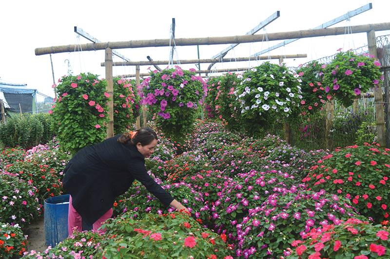 Đưa nhiều giống hoa có giá trị kinh tế cao vào trồng phục vụ nhu cầu chơi hoa tết của người tiêu dùng