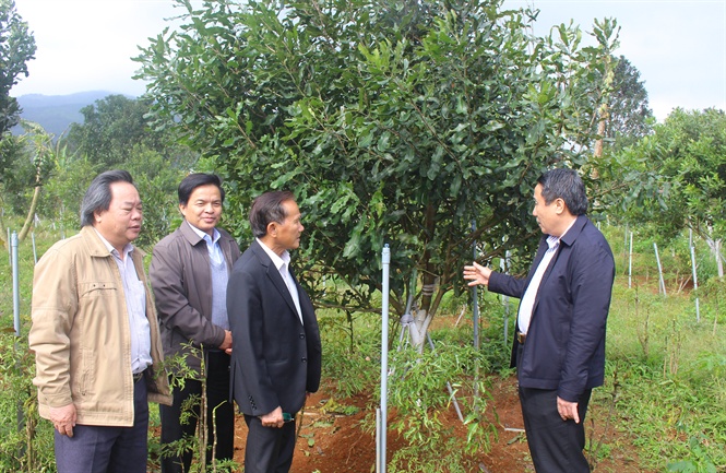 Phát triển cây mắc ca tại Hướng Hóa