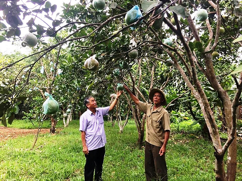 Gia đình cụ Phan Hường có thu nhập khá từ mô hình đa cây, đa con​