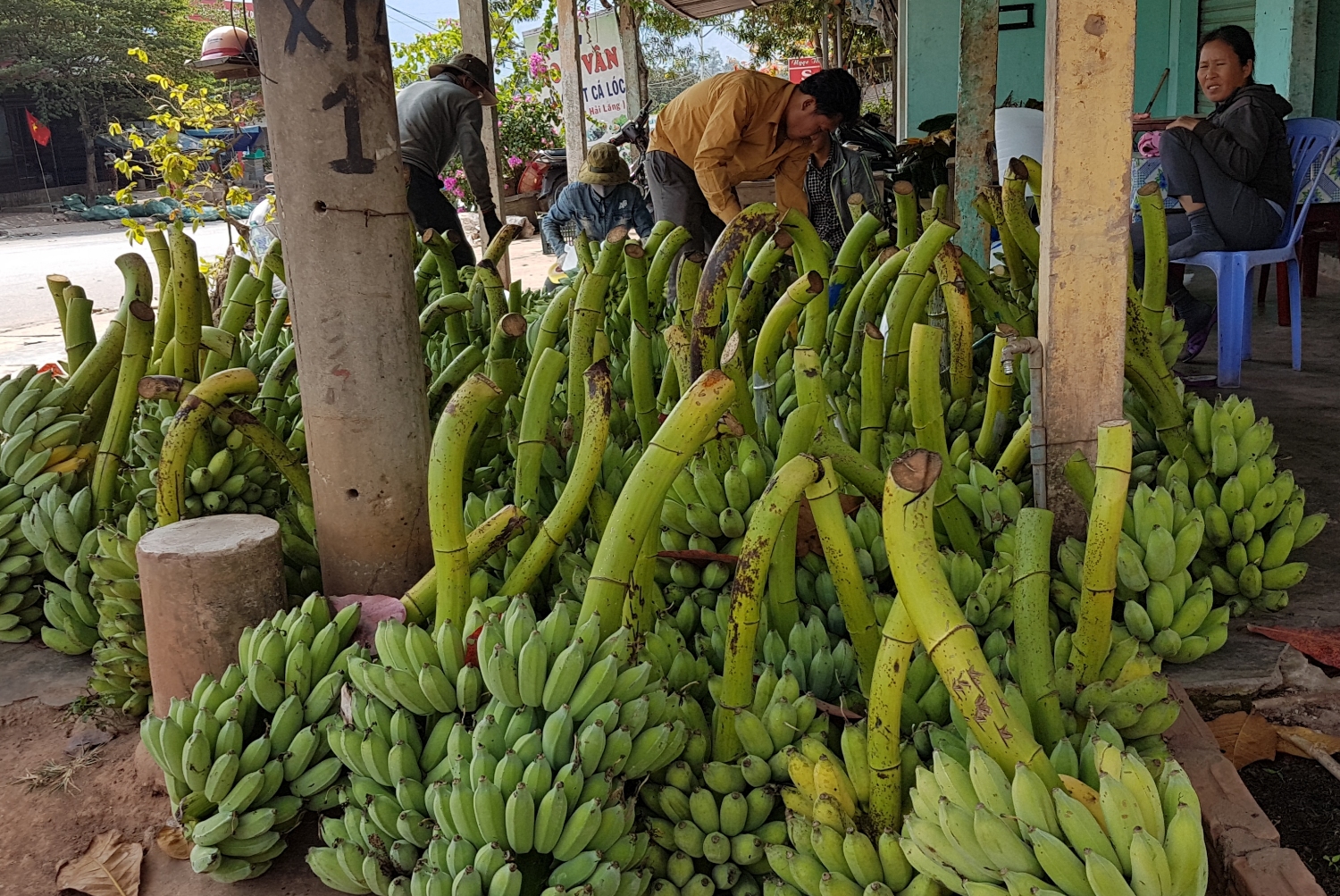 Thương lái thu mua chuối Tân Long ở mức độ cầm chừng do sản lượng và chất lượng chuối giảm​
