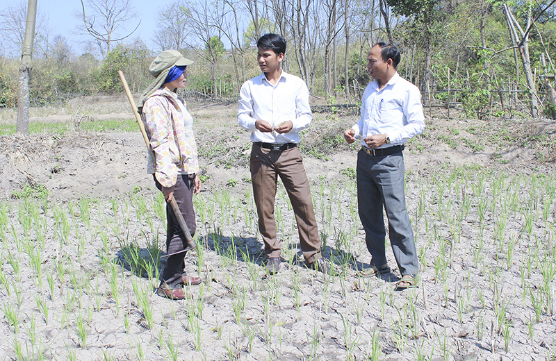 Nhiều diện tích lúa ở xã A Xing bị ảnh hưởng bởi hạn đến sớm​