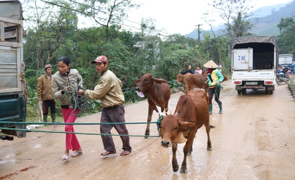 Người dân vui mừng nhận bò do Tập đoàn Viettel tài trợ​